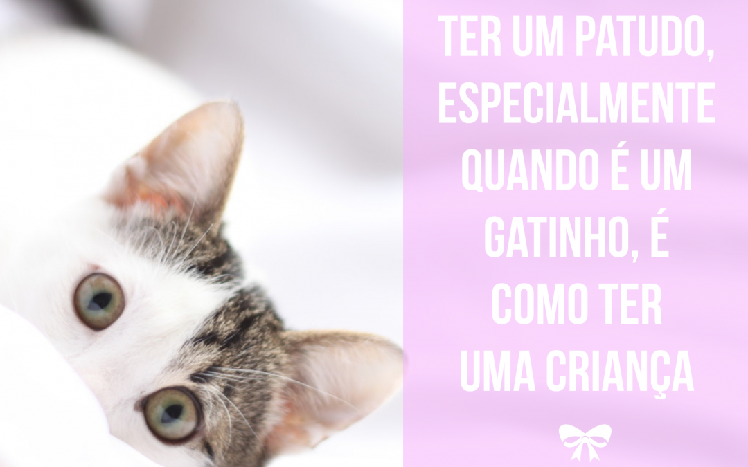 Adotou, ou vai adotar, um Gato? Veja esta checklist!