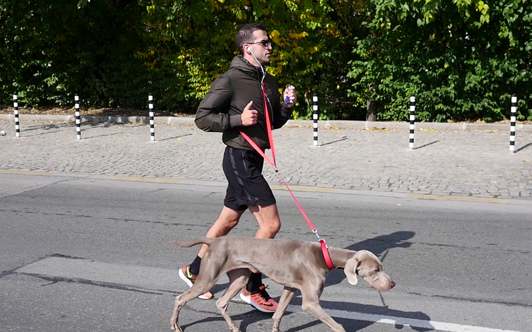 Correr com o seu cão: o que fazer e o que evitar